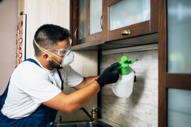 Best Flea Control Services  in Franklin, VA