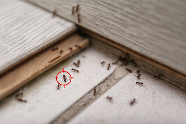 Best Rat Extermination Near Me  in Franklin, VA