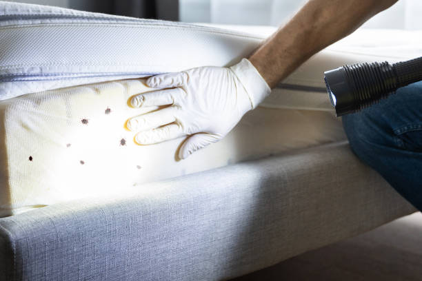 Best Emergency Pest Control  in Franklin, VA