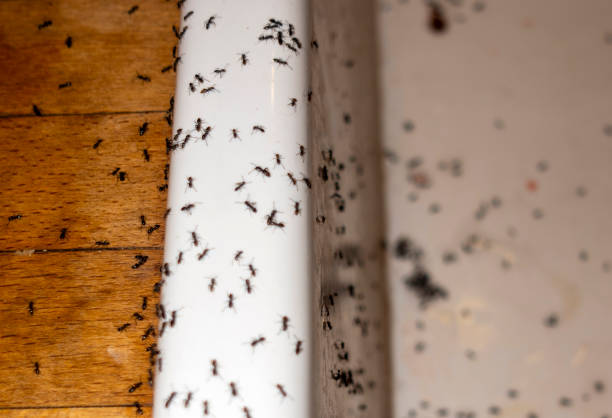 Best Local Pest Control Services  in Franklin, VA