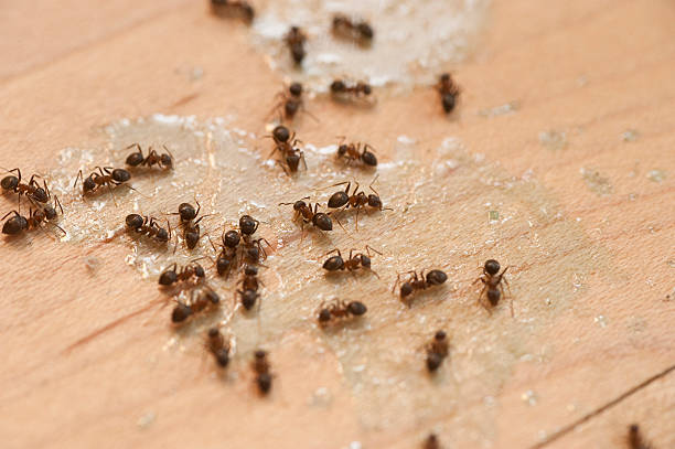 Wasp Removal Services in Franklin, VA