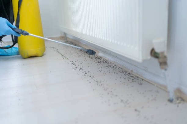 Best Pest Inspection Near Me  in Franklin, VA