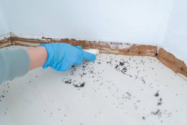 Best Flea Control Services  in Franklin, VA