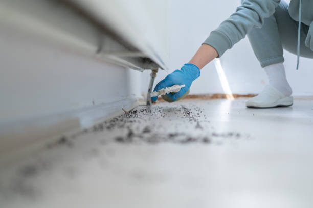 Best Bed Bug Extermination  in Franklin, VA